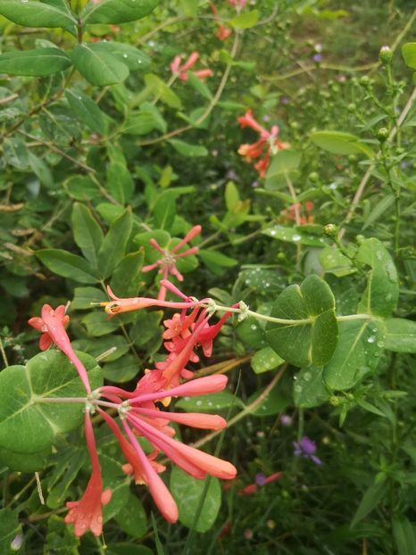  - Gradina flori