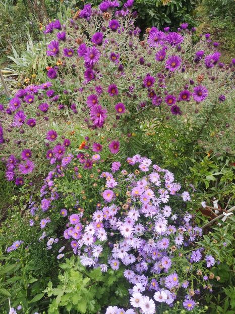  - Gradina flori