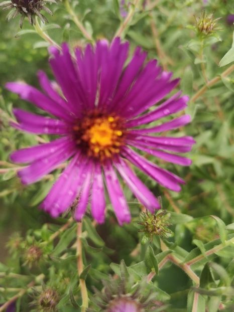  - Gradina flori