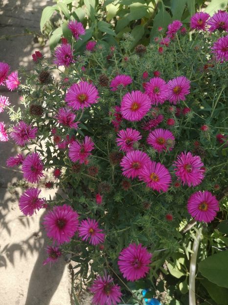  - Gradina flori