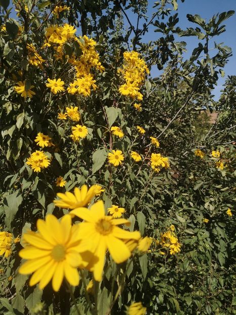  - Gradina flori