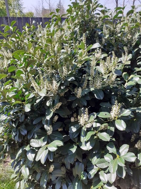 planta necunoscuta - Gradina flori