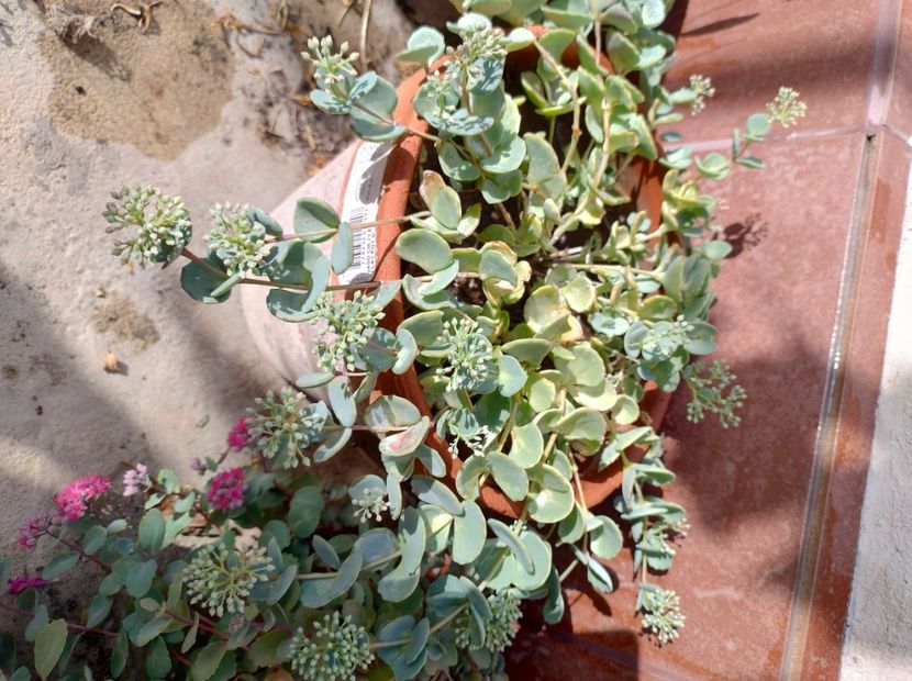  - Flori de gradina-2023