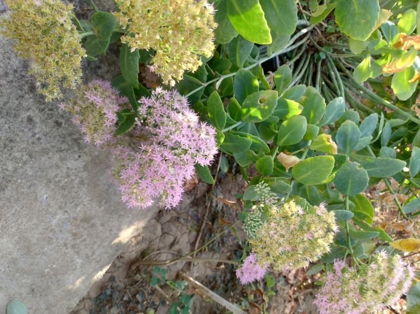  - Flori de gradina-2023