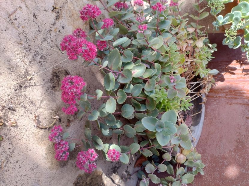 Sedum sieboldii - Flori de gradina-2023