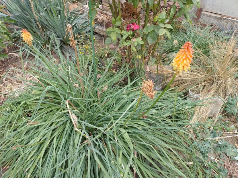 Kniphofia - Flori de gradina-2023