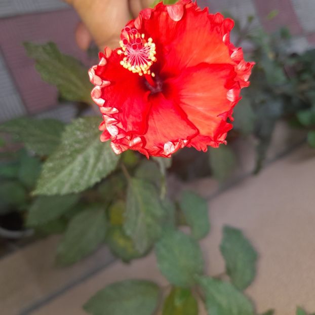 04.10.2023 - HIBISCUSI 2023-2