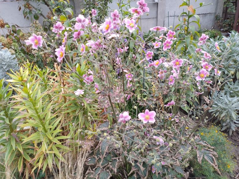 Anemone hupehensis - Flori de gradina-2023