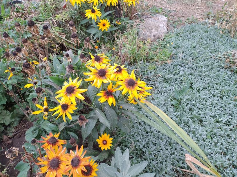 Kniphofia fulgida - Flori de gradina-2023