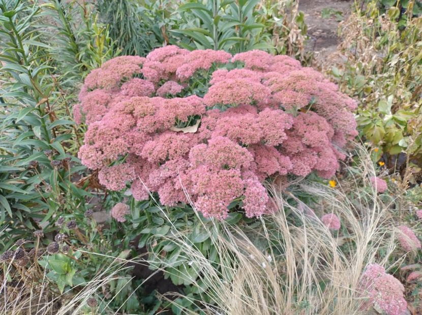Sedum - Flori de gradina-2023