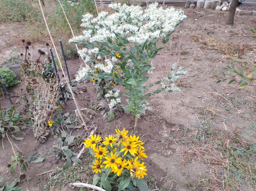 Euphorbia marginata - Flori de gradina-2023