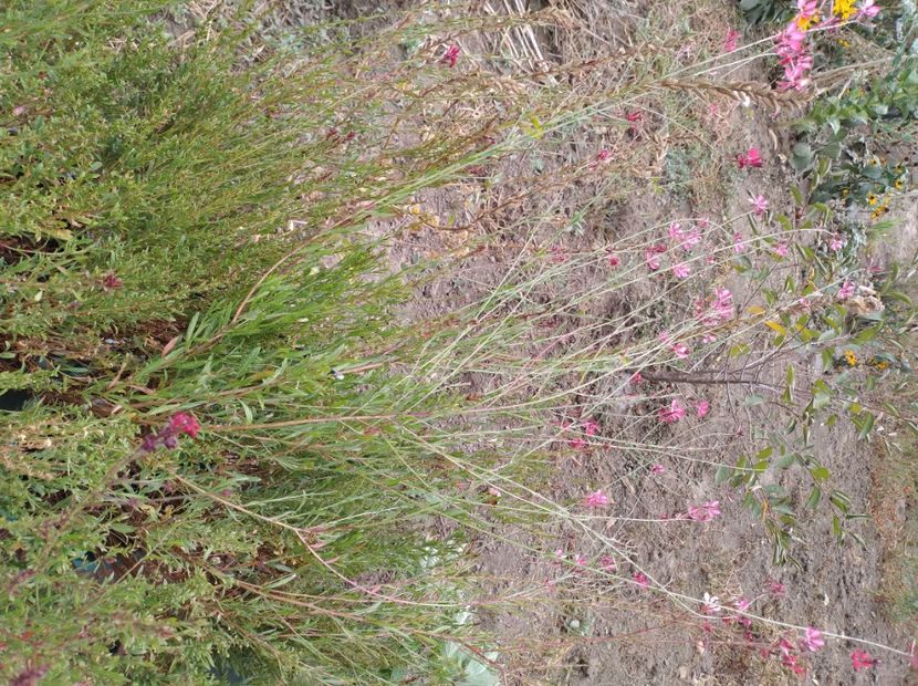 Gaura - Flori de gradina-2023