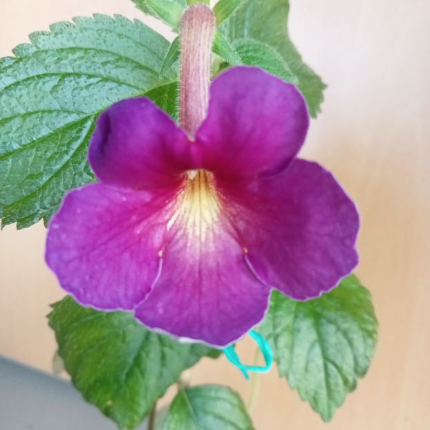 BriDs Santana - - 2023