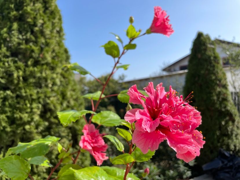  - 001 - Hibiscusi 2023