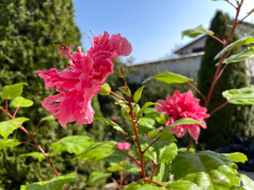  - 001 - Hibiscusi 2023