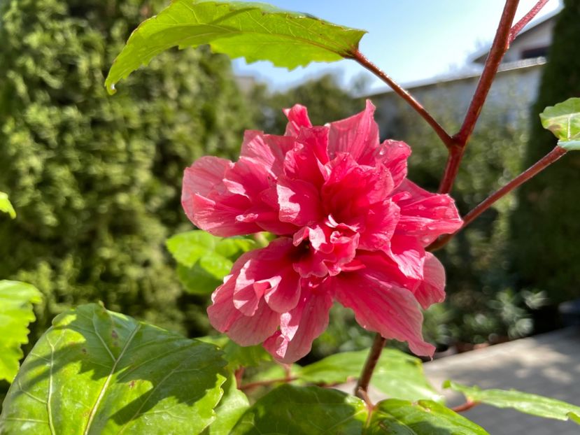  - 001 - Hibiscusi 2023