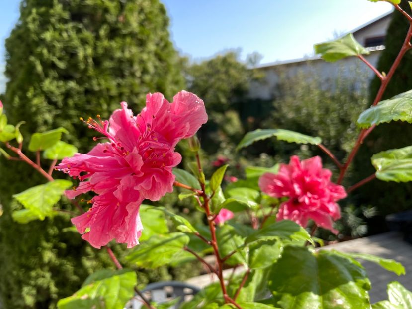  - 001 - Hibiscusi 2023