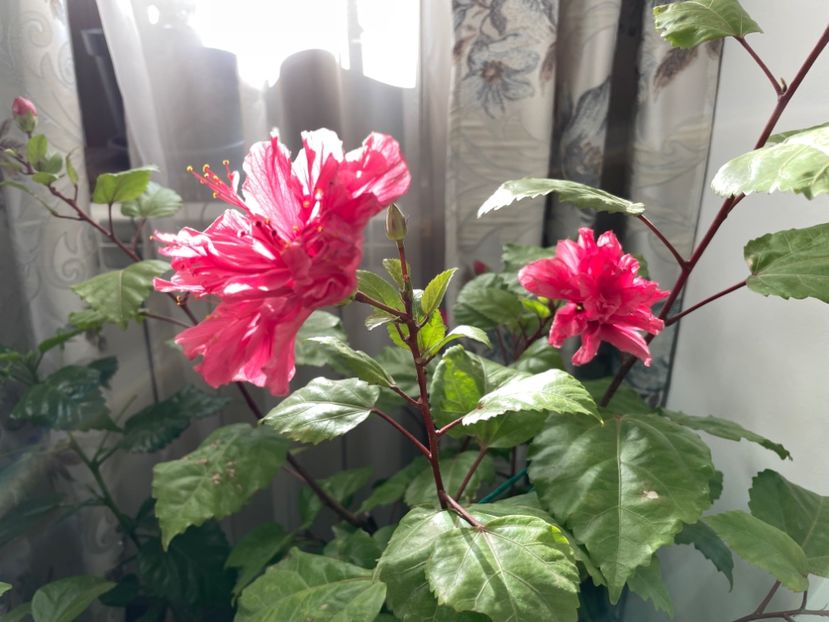  - 001 - Hibiscusi 2023