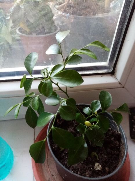 Muraia, 35 - Disponibile 2023