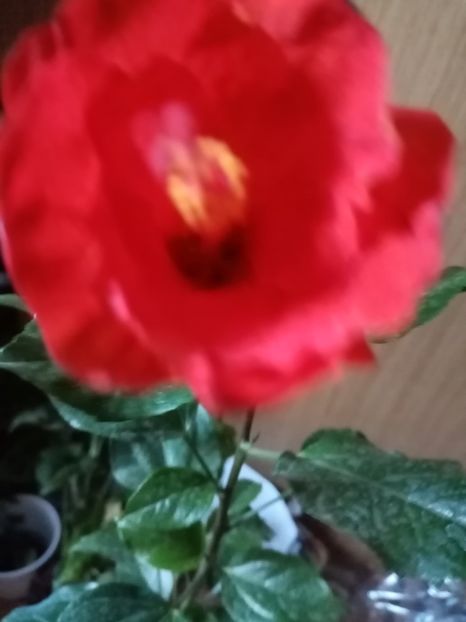 Hibi, 45 - Disponibile 2023