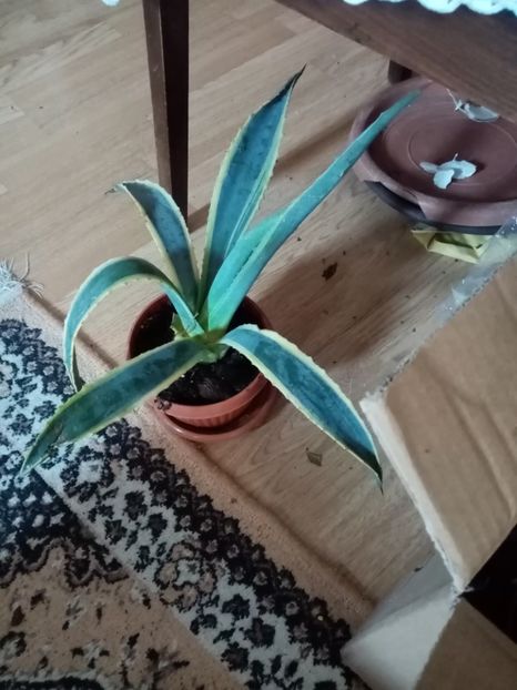 45 - Disponibile 2023