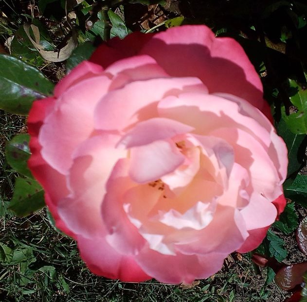  - Gradinuta mea 2023