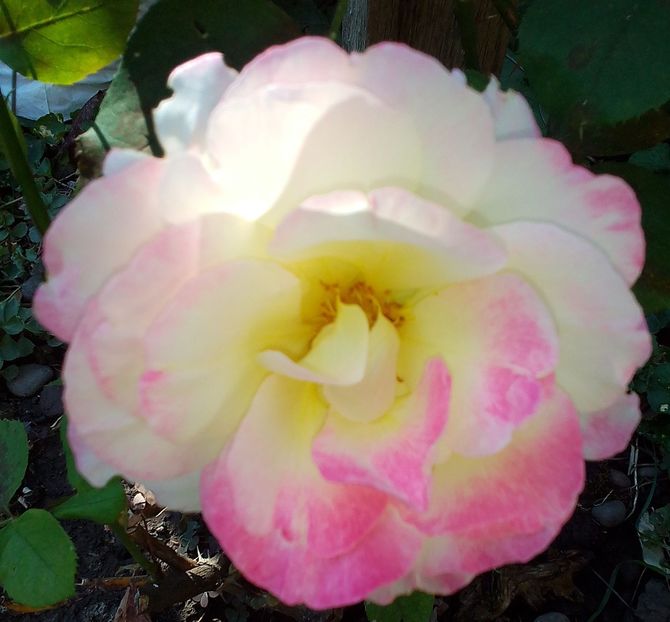  - Gradinuta mea 2023