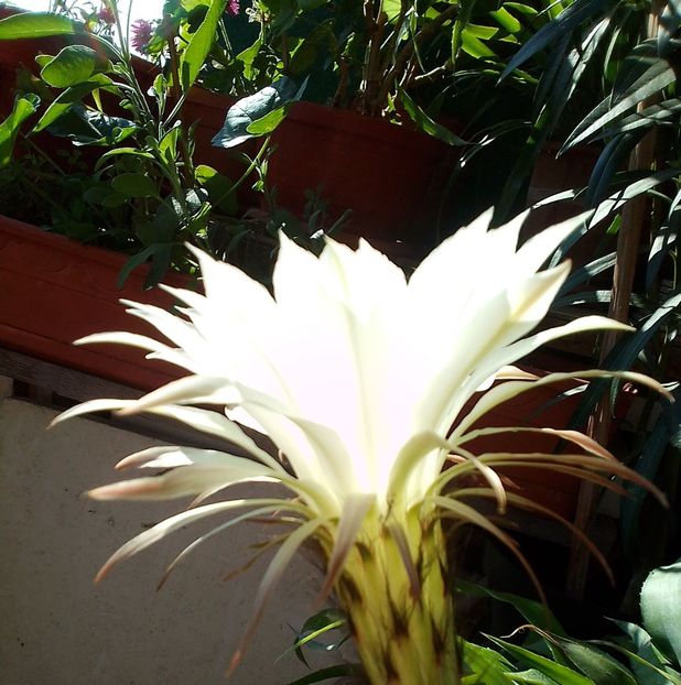  - Gradinuta mea 2023