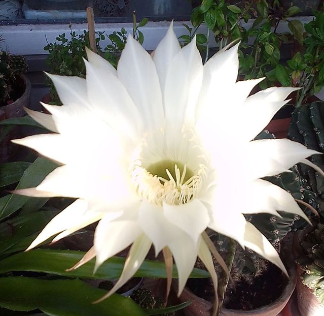  - Gradinuta mea 2023