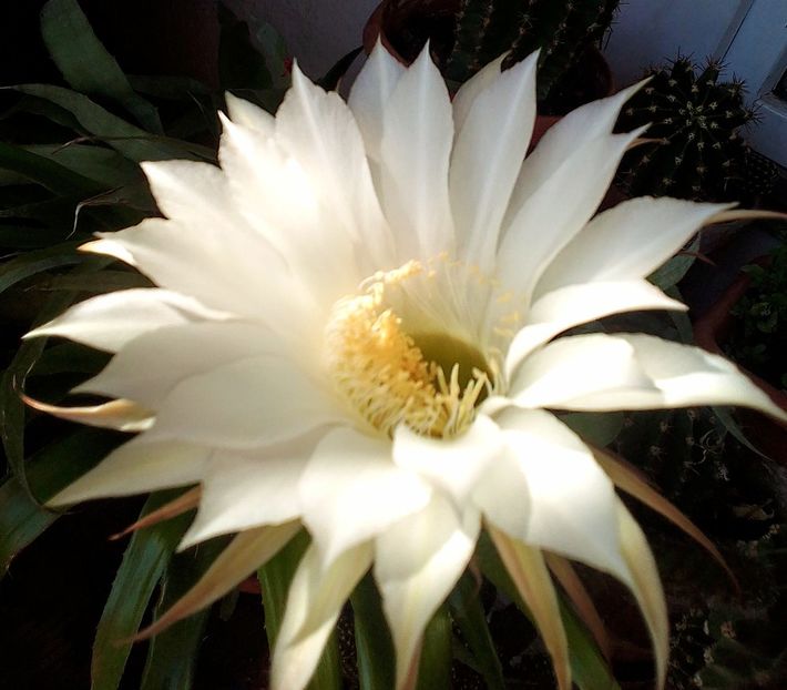  - Gradinuta mea 2023