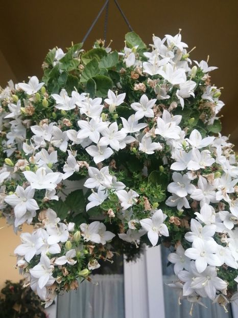  - Campanula