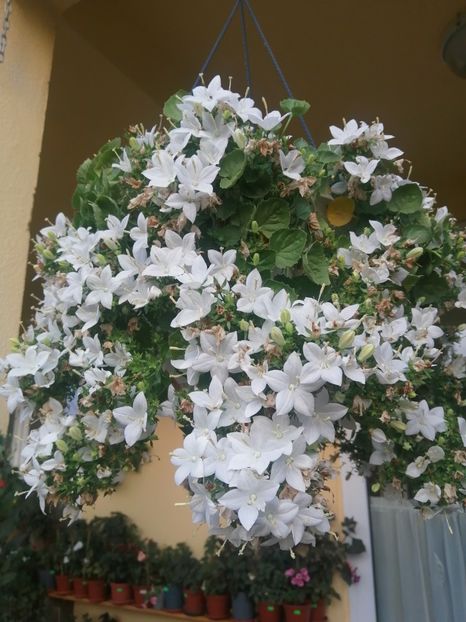 - Campanula