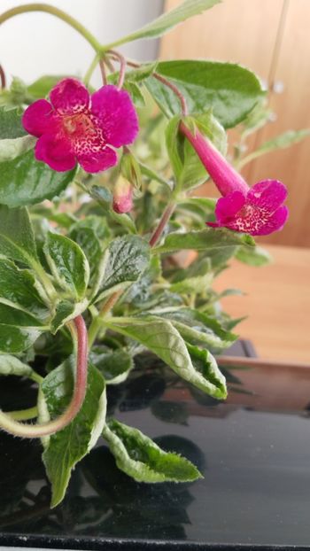  - x-P23-RF s San Blas