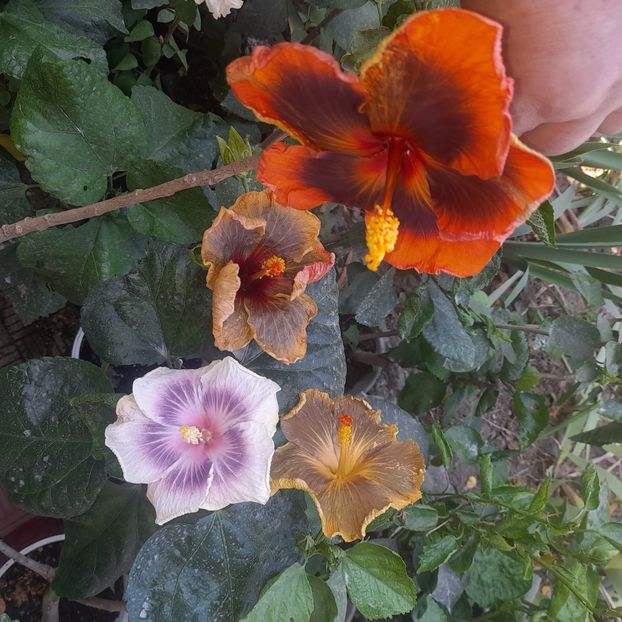 05.10.2023 - HIBISCUSI 2023-2