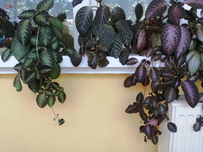  - EPISCIA