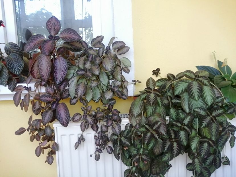  - EPISCIA