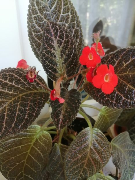  - EPISCIA