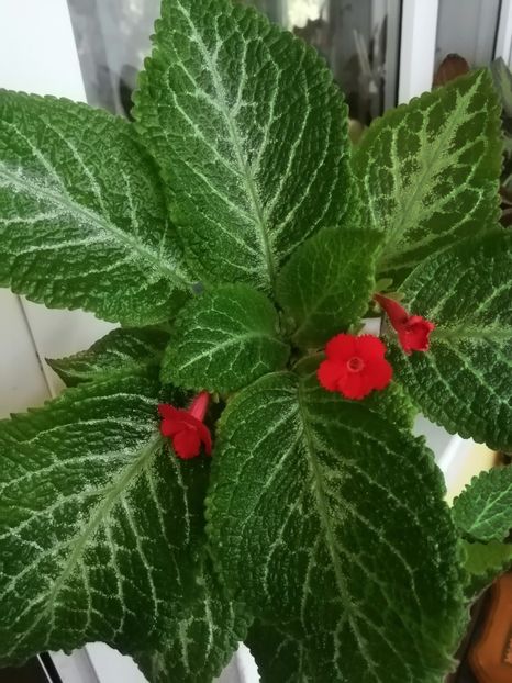  - EPISCIA