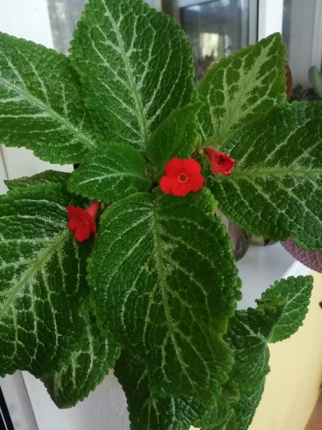  - EPISCIA