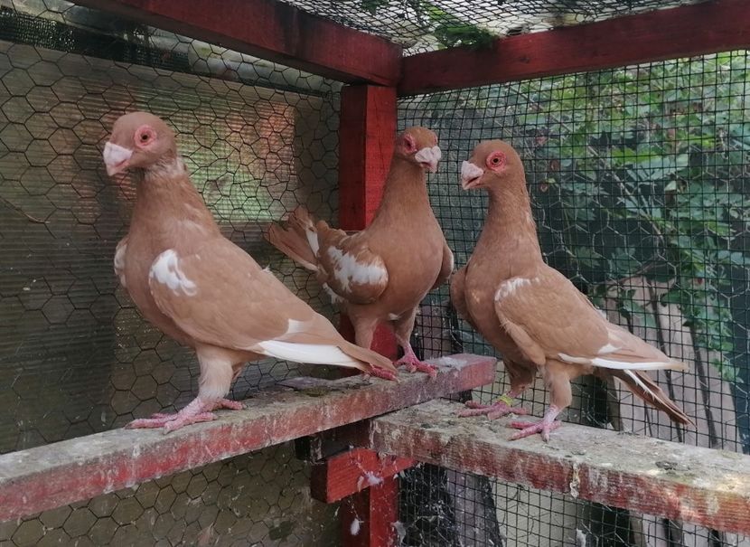 Pui 2023 - Carunculați 2023