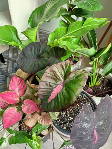  - Plante verzi de apartament