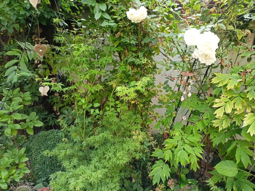  - Grădina 2023 continuare 5