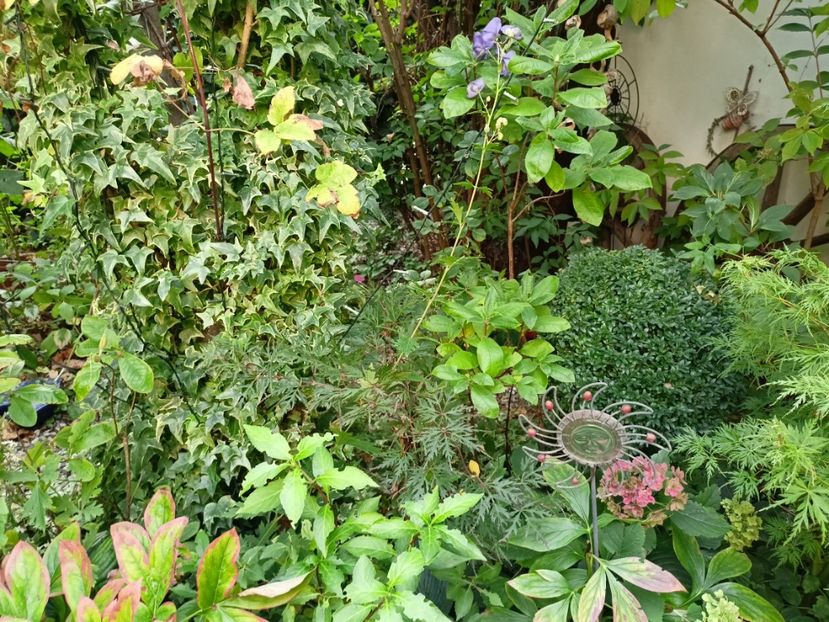  - Grădina 2023 continuare 5