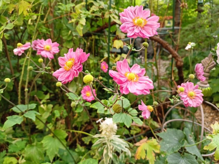  - Grădina 2023 continuare 5