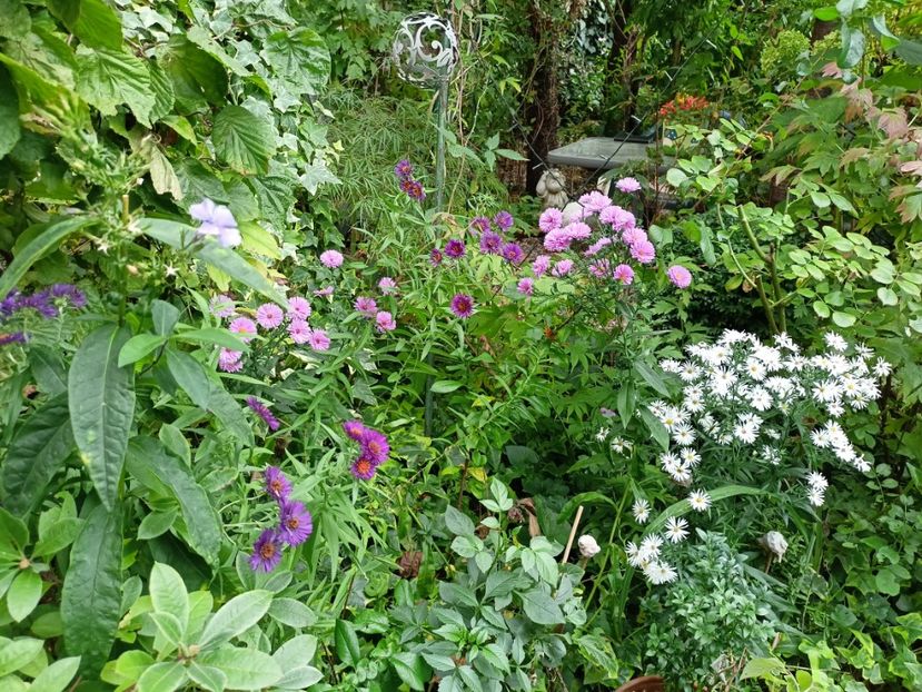  - Grădina 2023 continuare 5