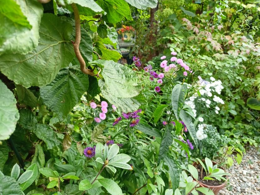  - Grădina 2023 continuare 5