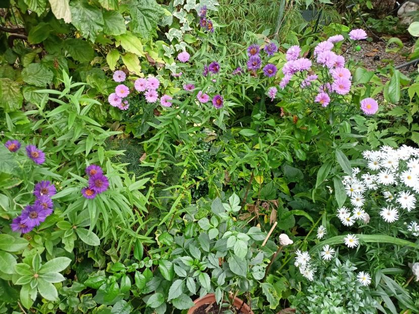  - Grădina 2023 continuare 5