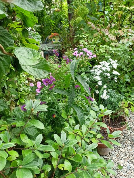  - Grădina 2023 continuare 5