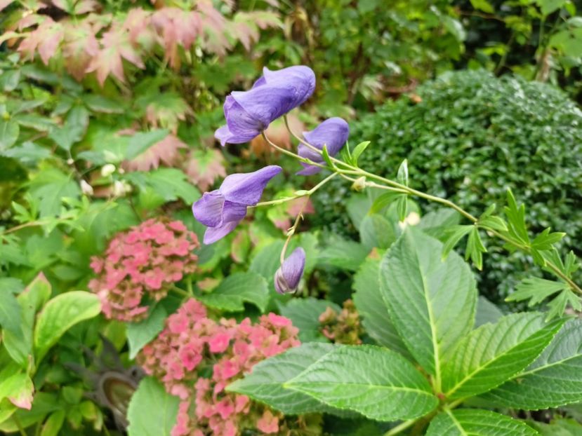  - Grădina 2023 continuare 5