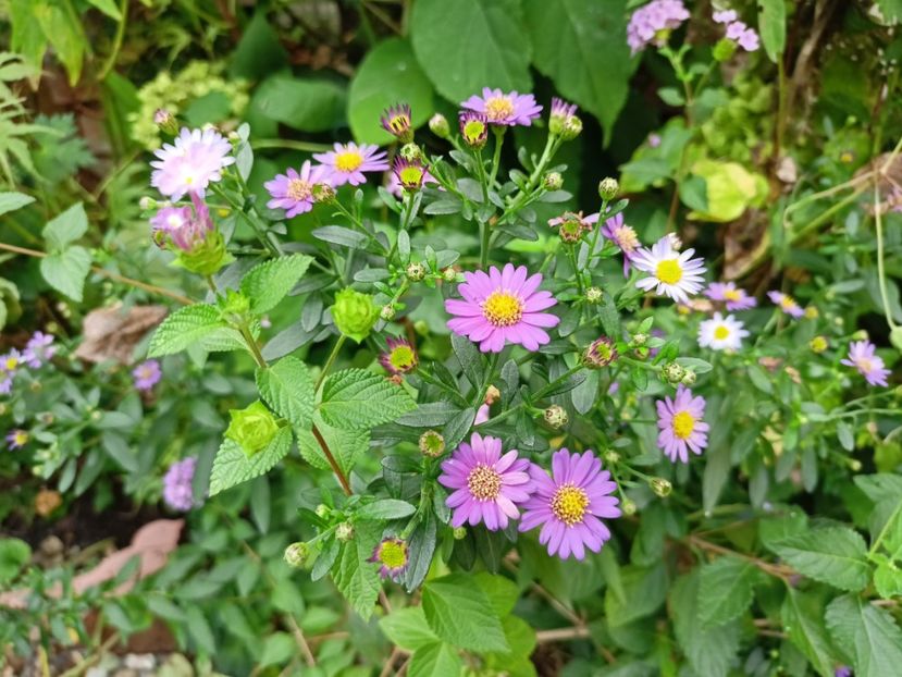  - Grădina 2023 continuare 5